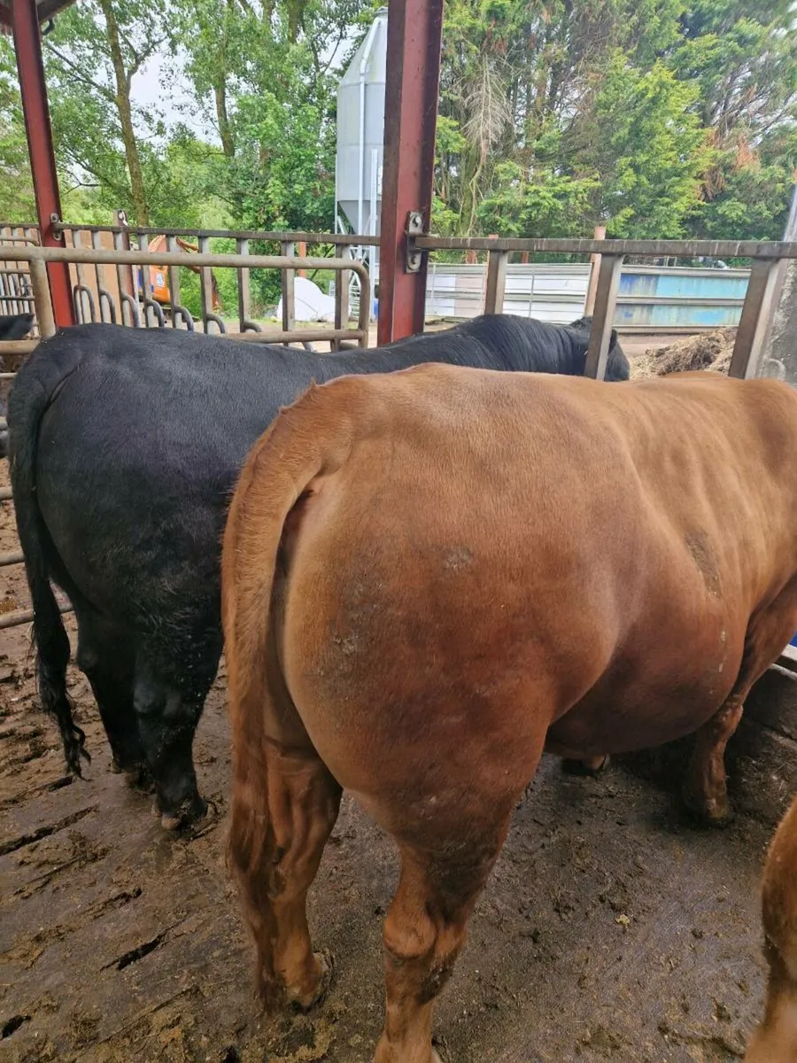 Yearling bulls - Image 2