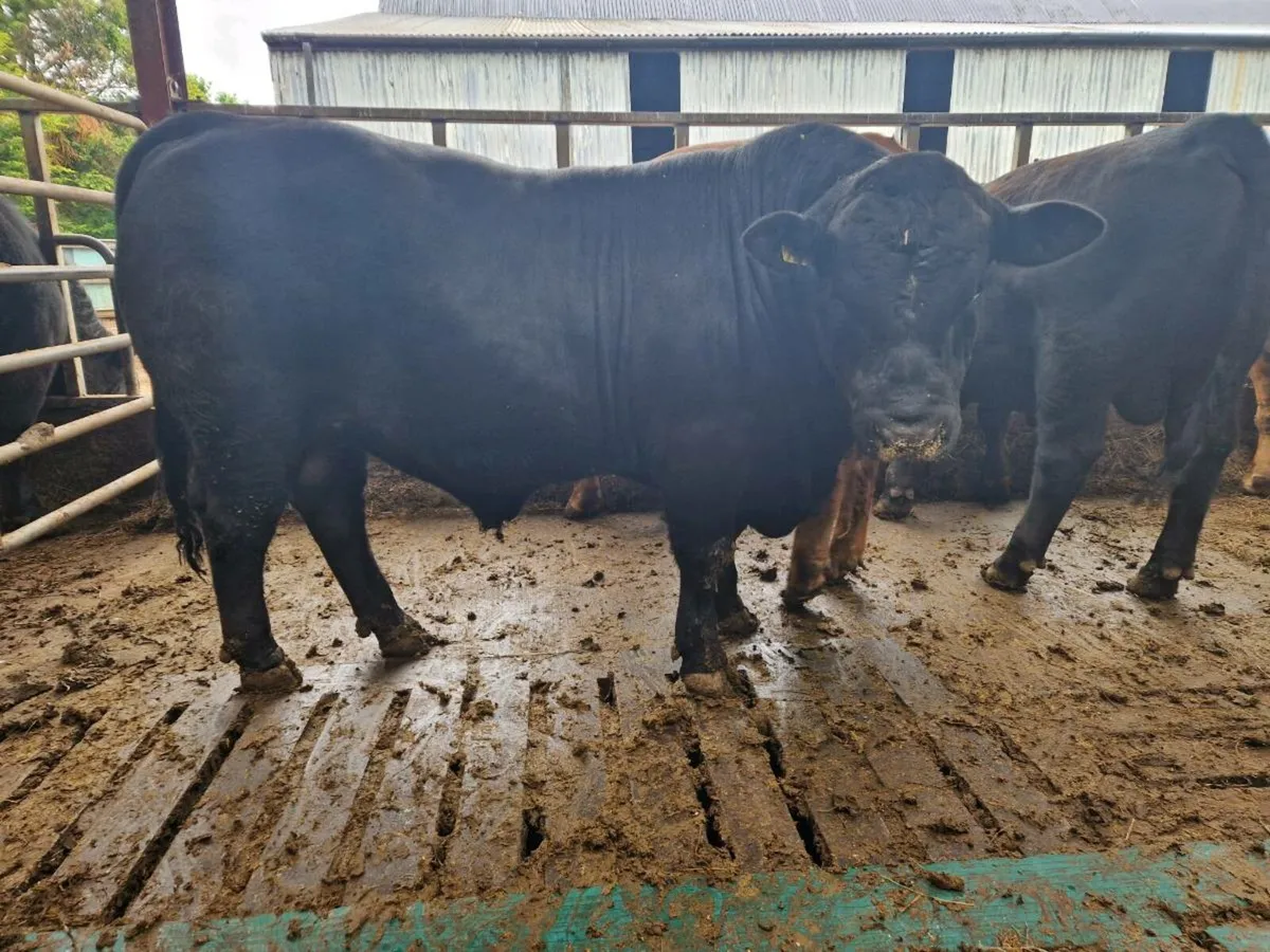 Yearling bulls - Image 3
