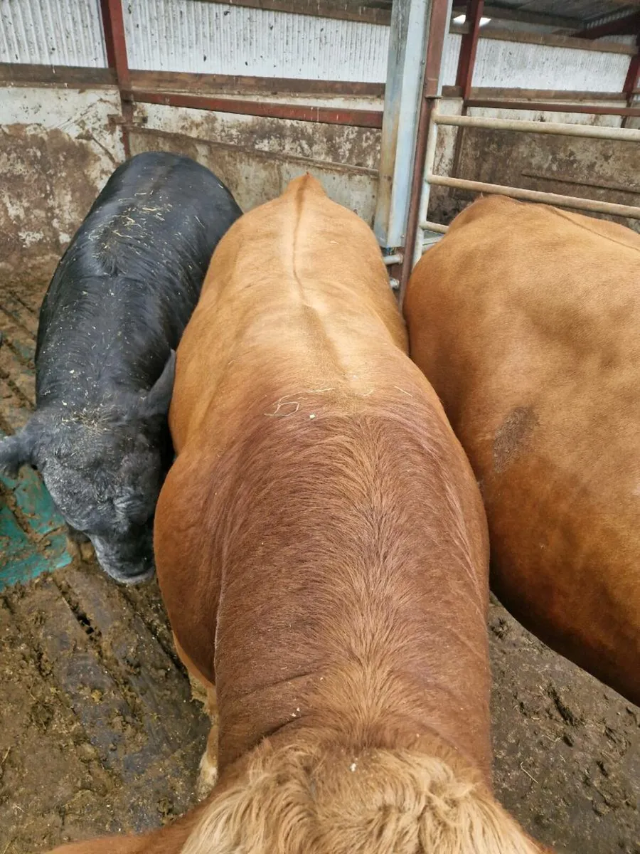 Yearling bulls - Image 4