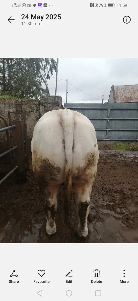 Bulls Tullamore 31st.may 2025 - Image 3