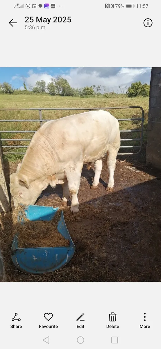 Bulls Tullamore 31st.may 2025 - Image 4