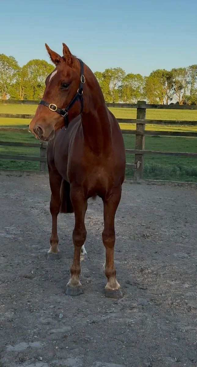 3yo RID Gelding - Image 1