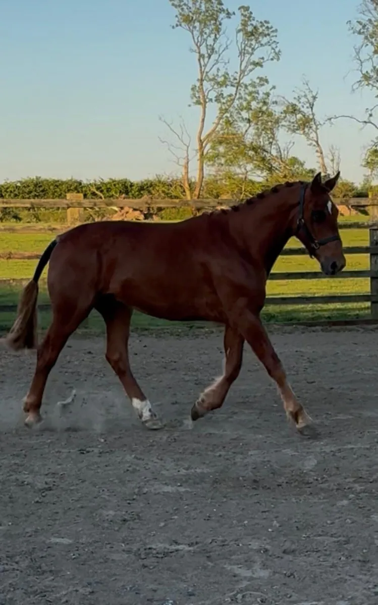3yo RID Gelding - Image 2