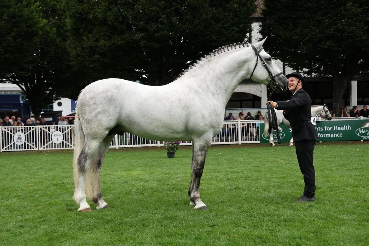 3yo RID Gelding - Image 3