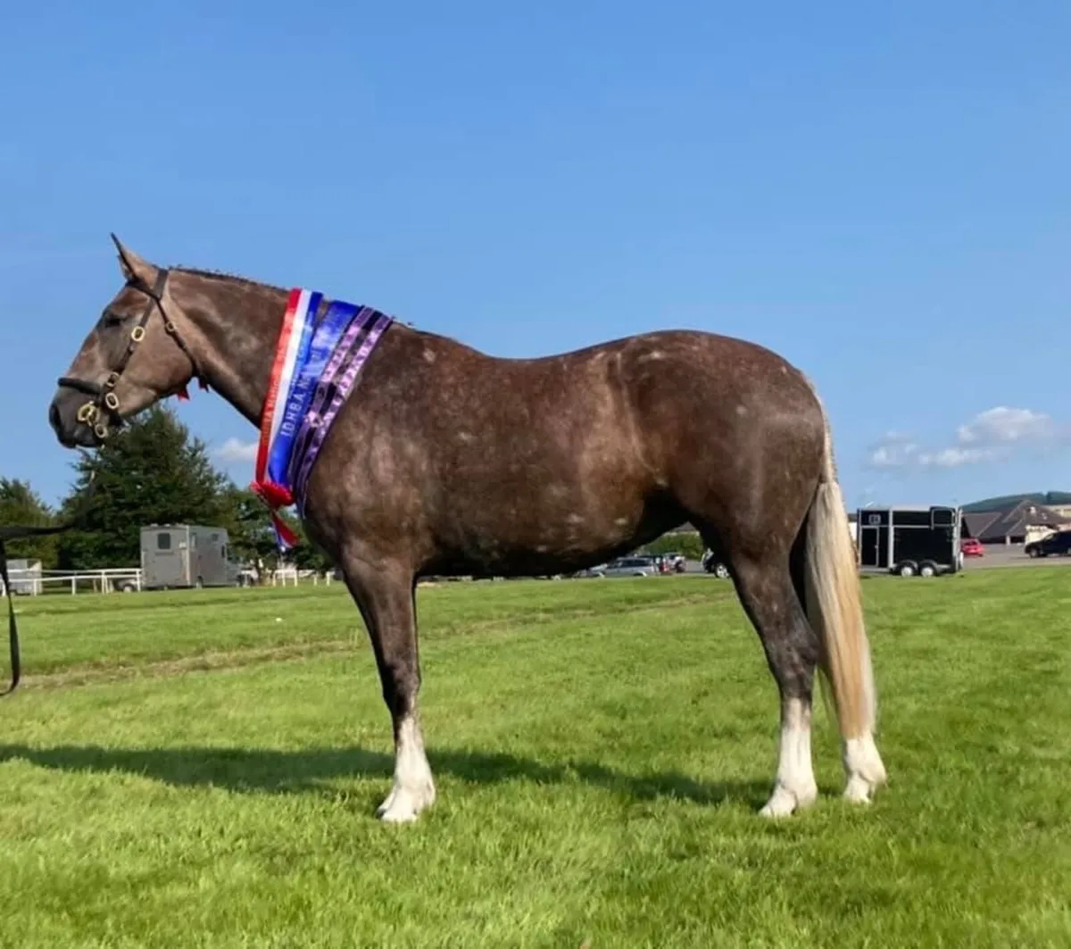 3yo RID Gelding - Image 4