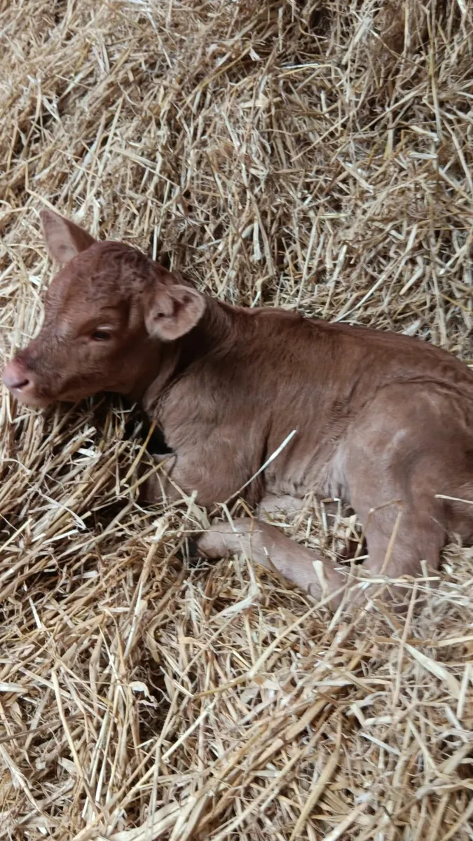 Calf