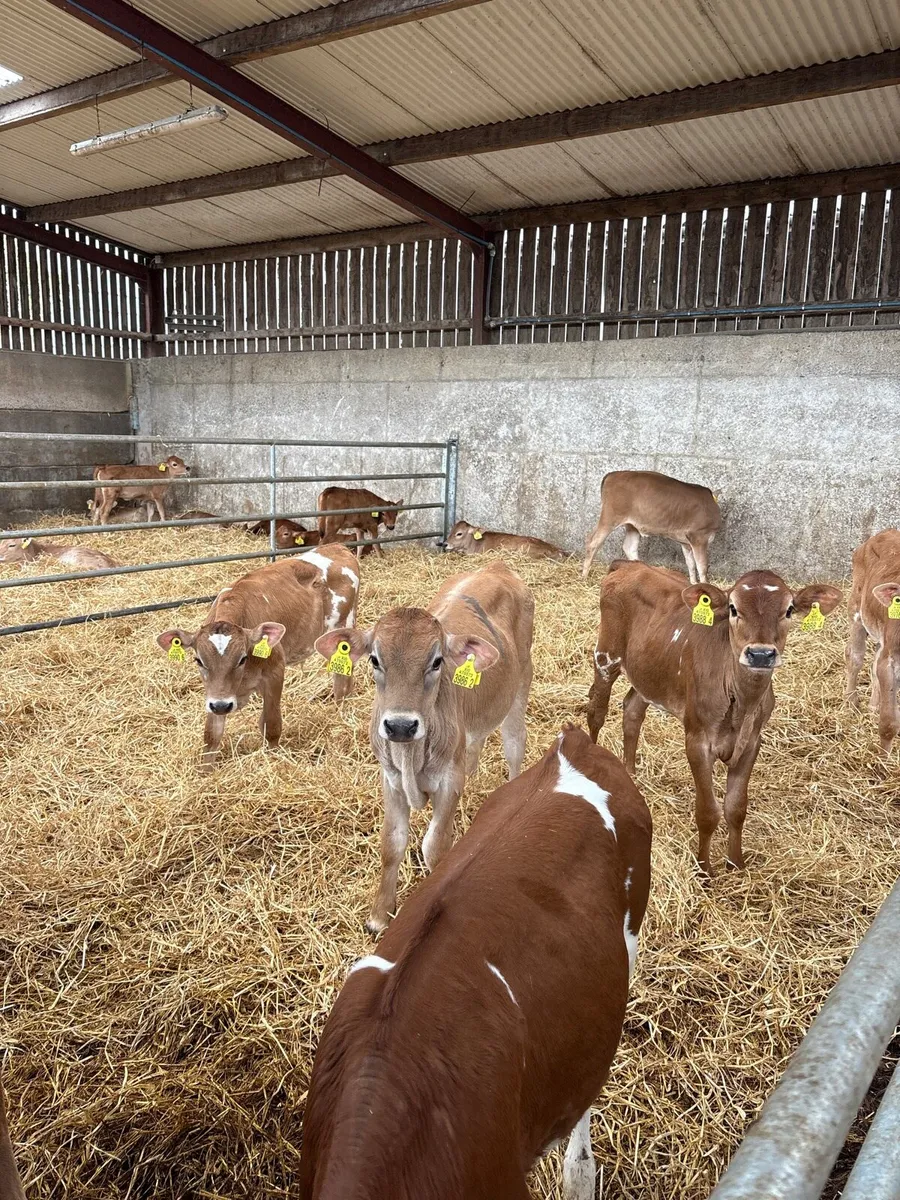 Jersey heifer calves - Image 1