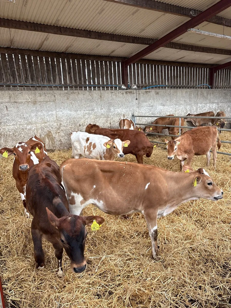 Jersey heifer calves - Image 2