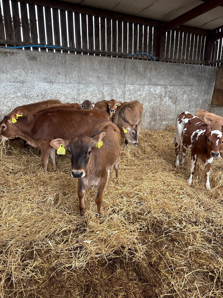 Jersey heifer calves - Image 3