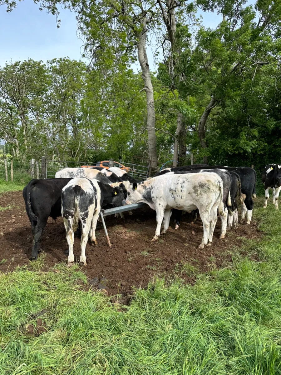 Blue Angus and Hereford bulls - Image 2