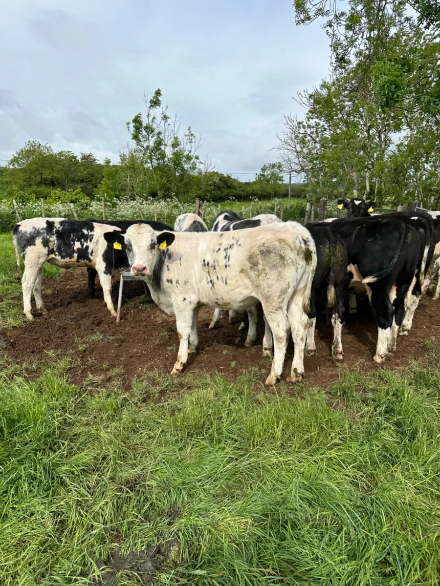 Blue Angus and Hereford bulls - Image 3