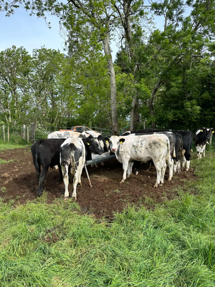 Blue Angus and Hereford bulls - Image 1