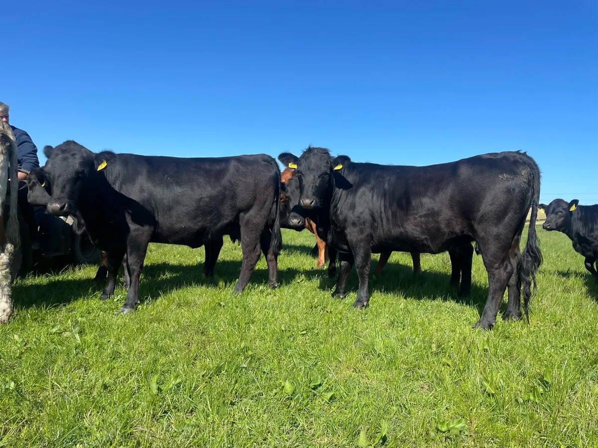 Pedigree Dexter Heifers - Image 3