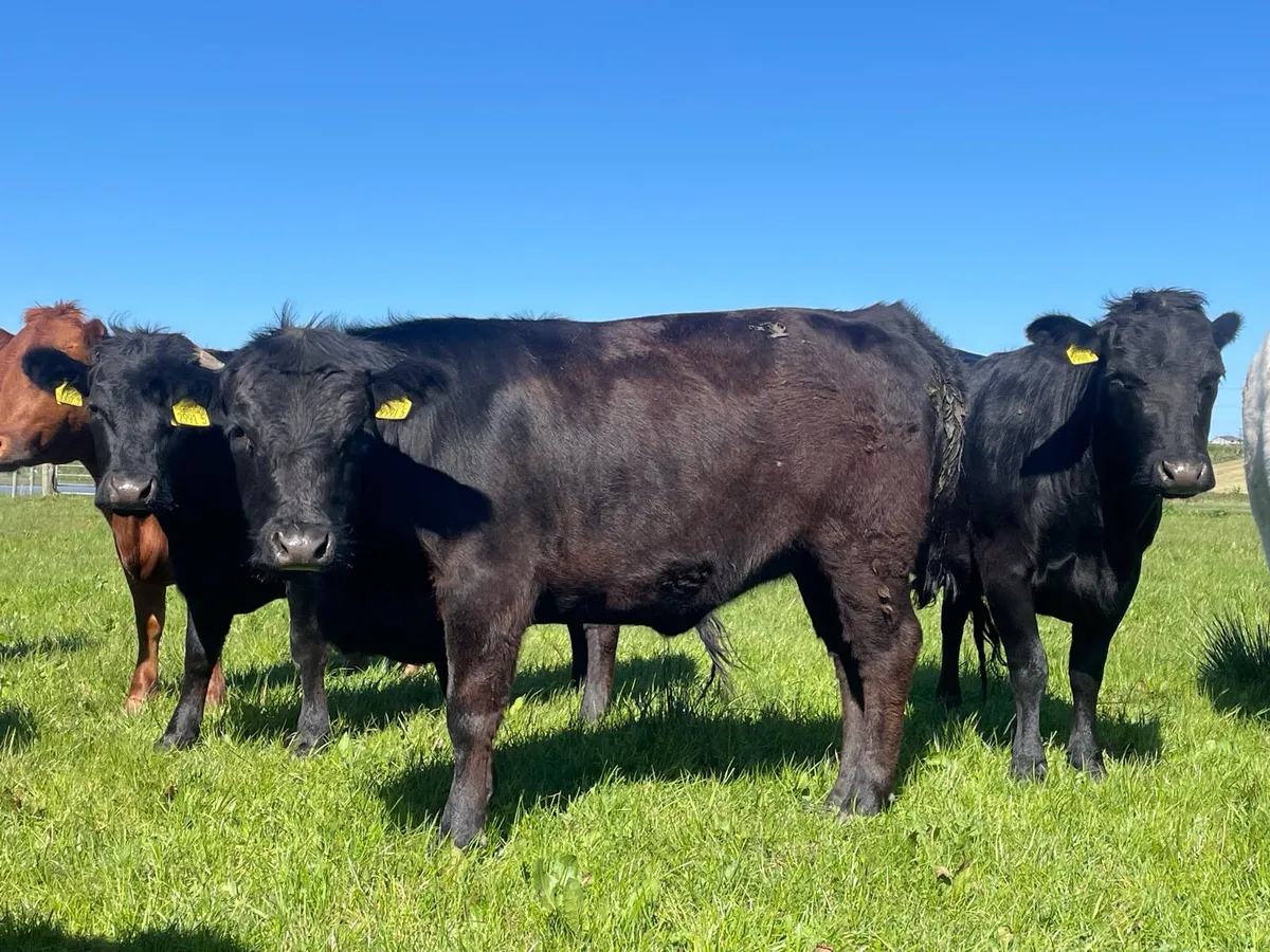 Pedigree Dexter Heifers - Image 4