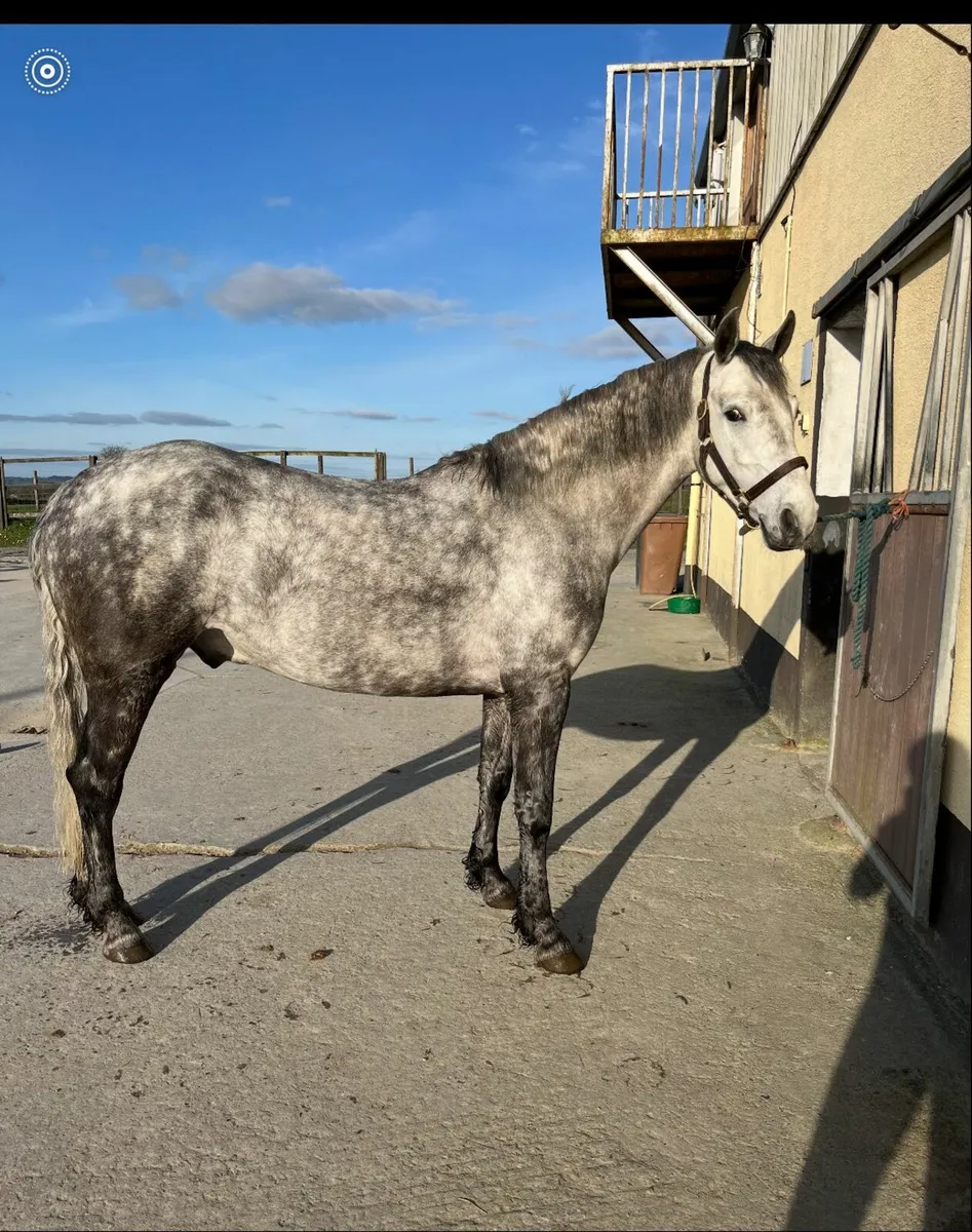 Stunning Connemara Gelding - Image 1