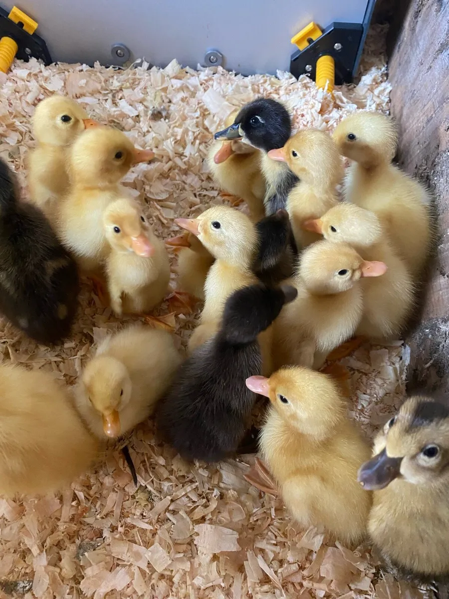 Indian runners & chicken - Image 1