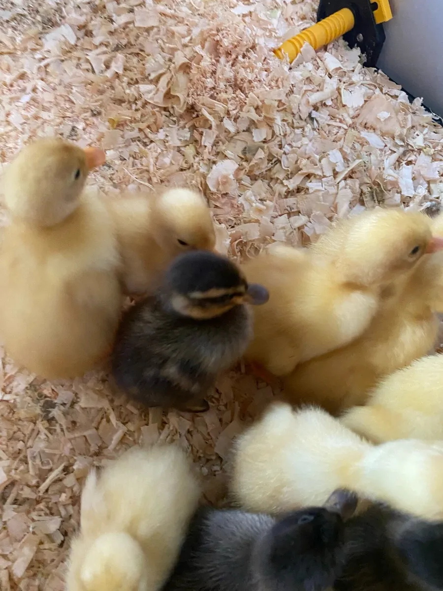 Indian runners & chicken - Image 2