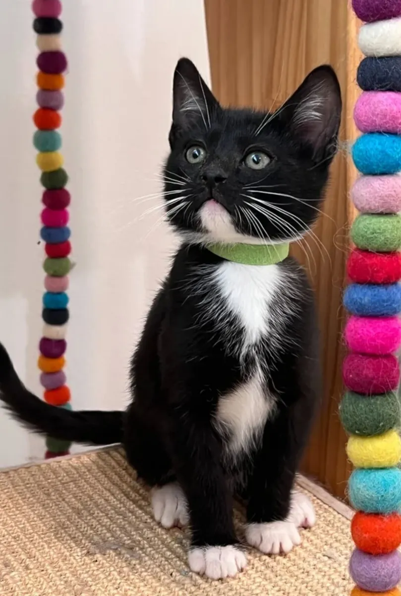 Tuxedo kitten - Image 1