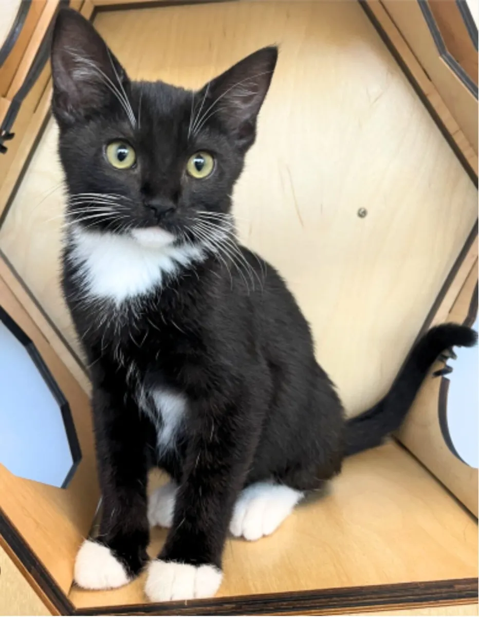 Tuxedo kitten - Image 2