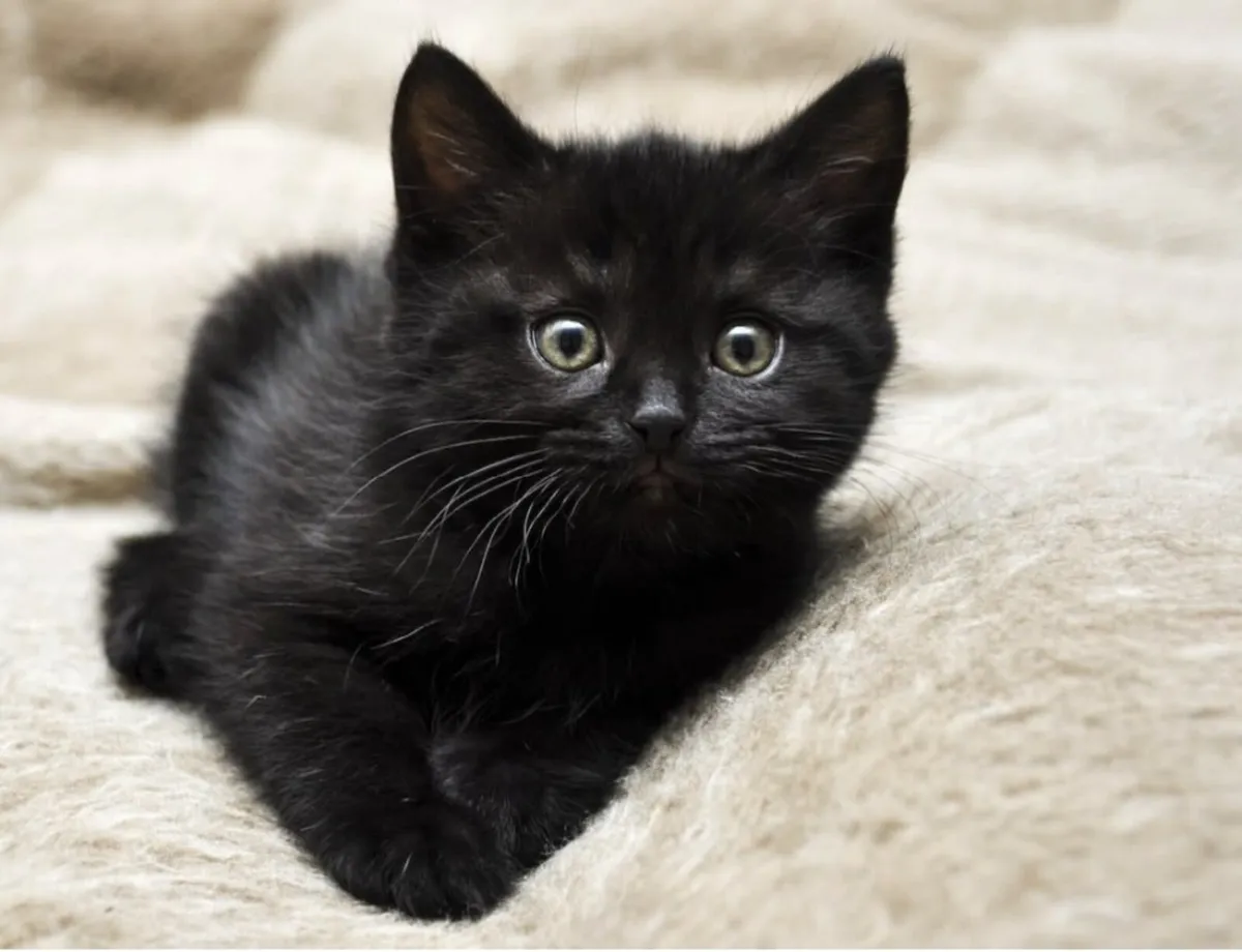 Tuxedo kitten - Image 3