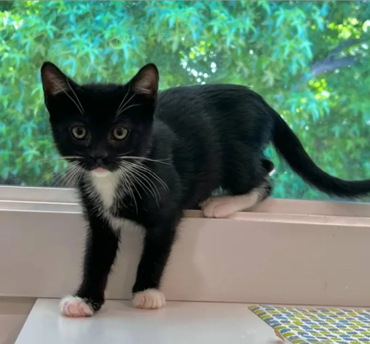 Tuxedo kitten - Image 4