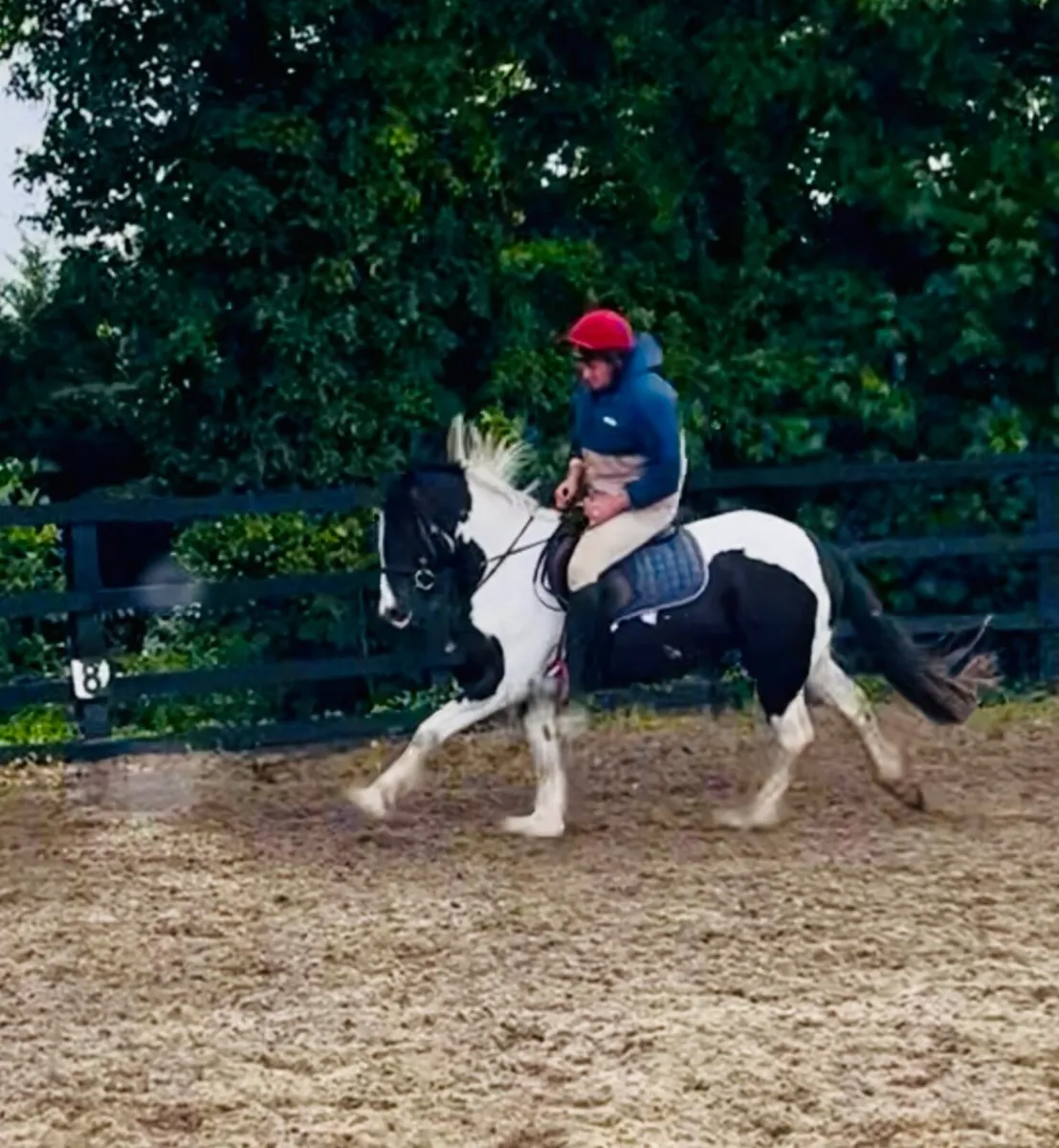 Jigsaw 3 year old sports cob - Image 1