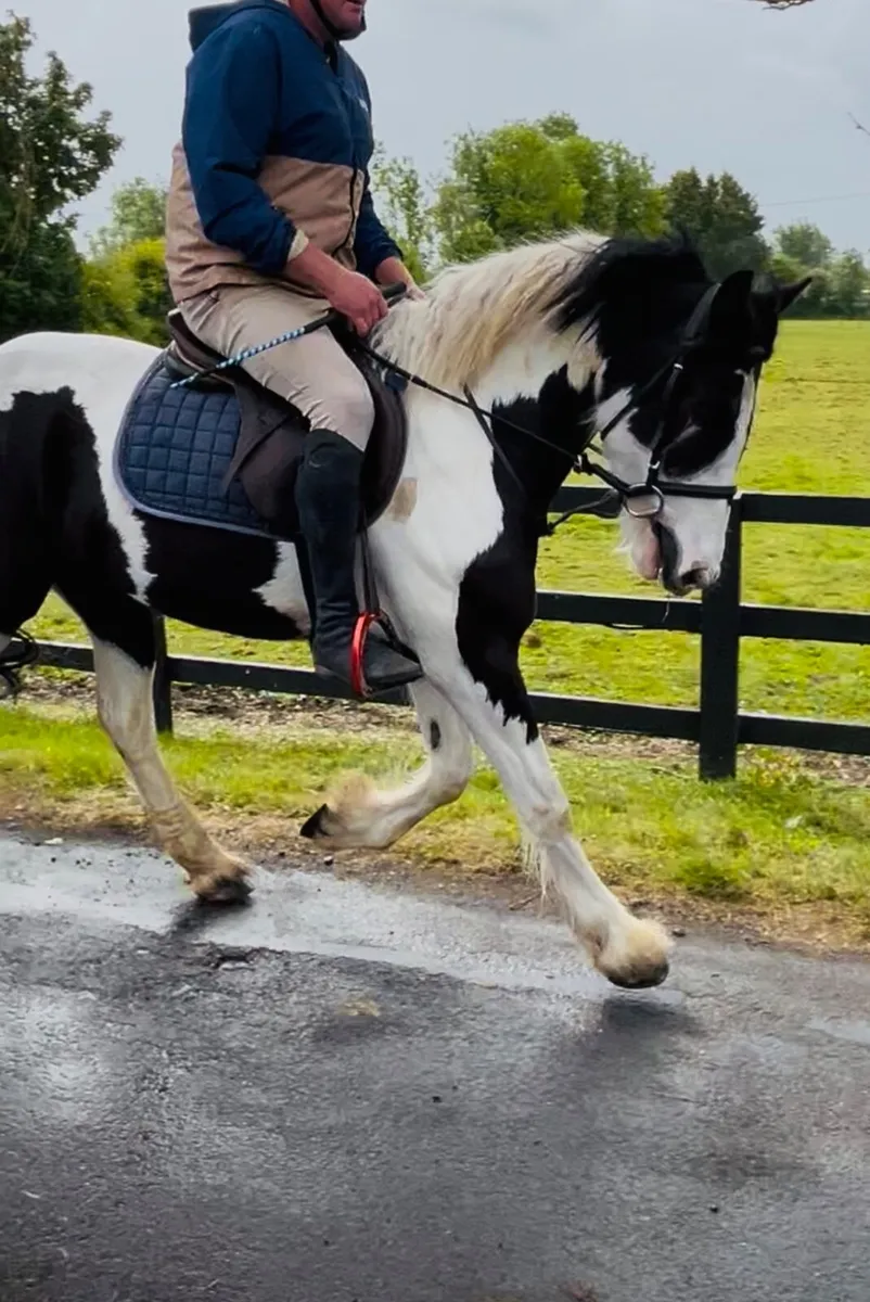 Jigsaw 3 year old sports cob - Image 3