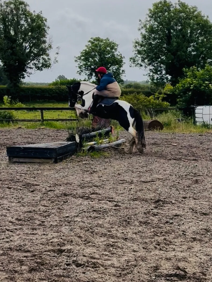 Jigsaw 3 year old sports cob - Image 4