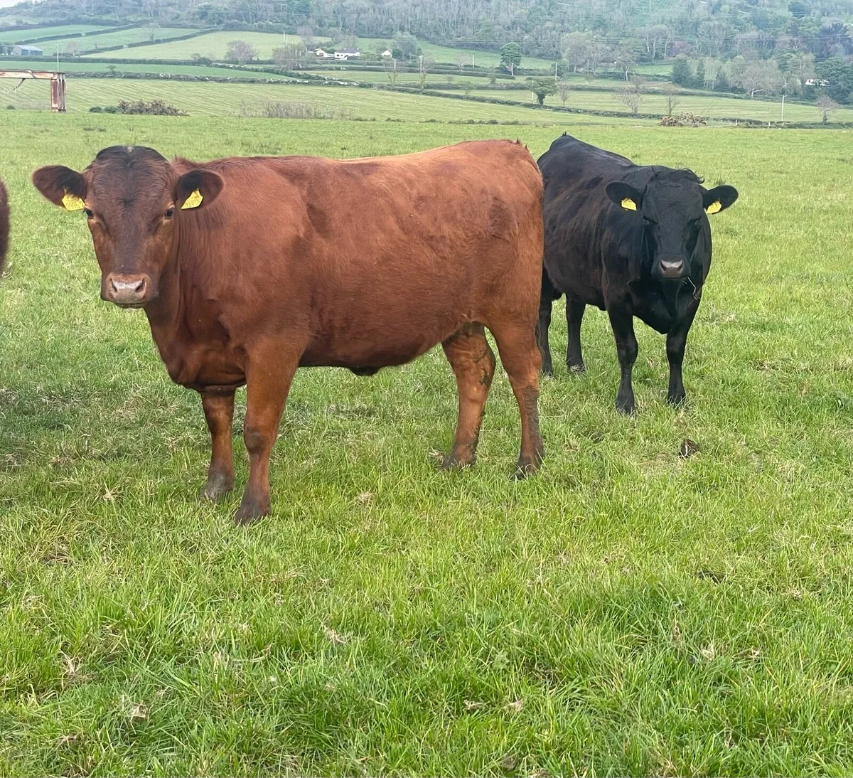 Pedigree Dexter Heifers - Image 1