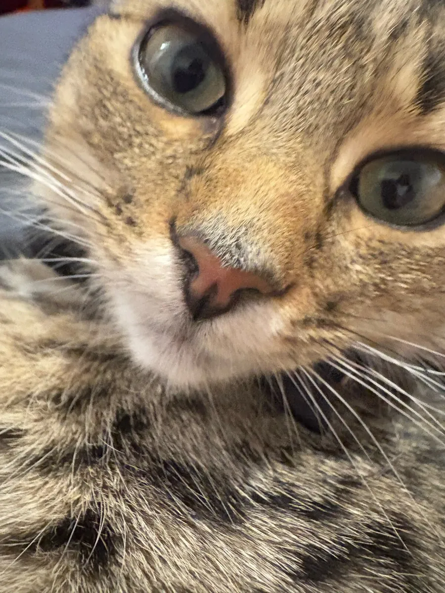 kitten - Image 2