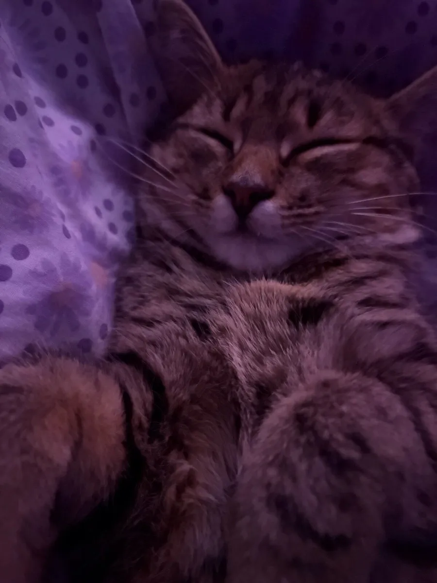 kitten - Image 1
