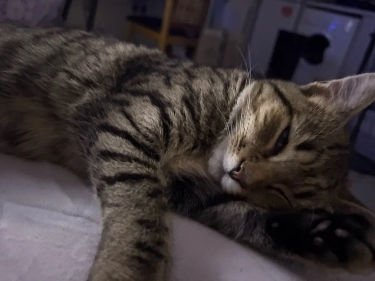 kitten - Image 3