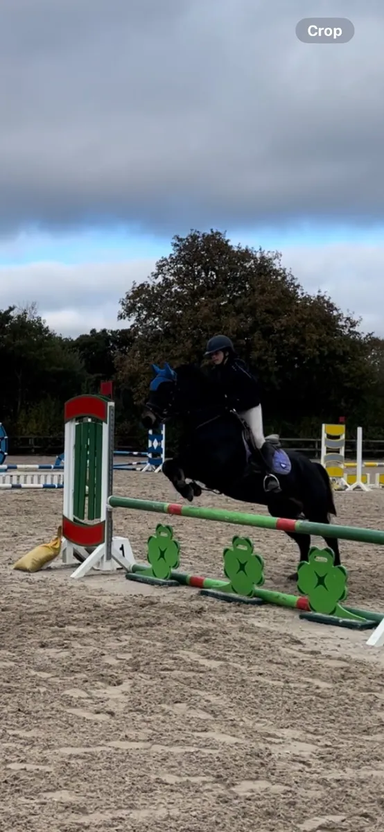 Super Pony Club Pony - Image 4