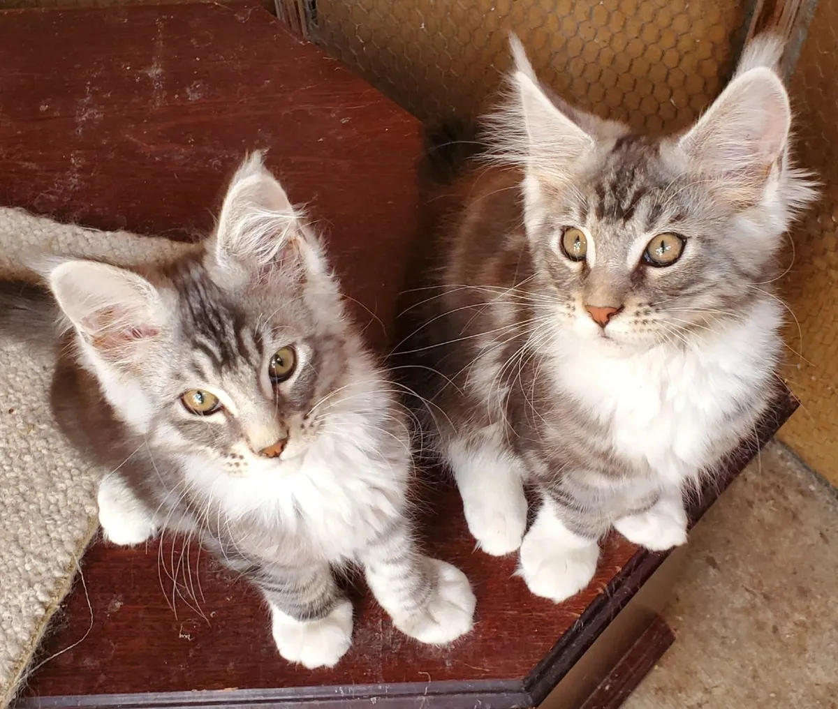 Maine Coon Kittens - Image 1