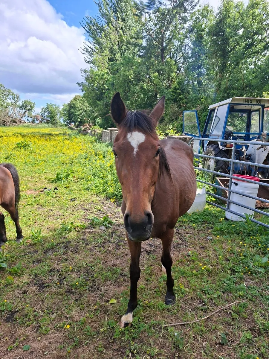 Thoroughbred filly - Image 1