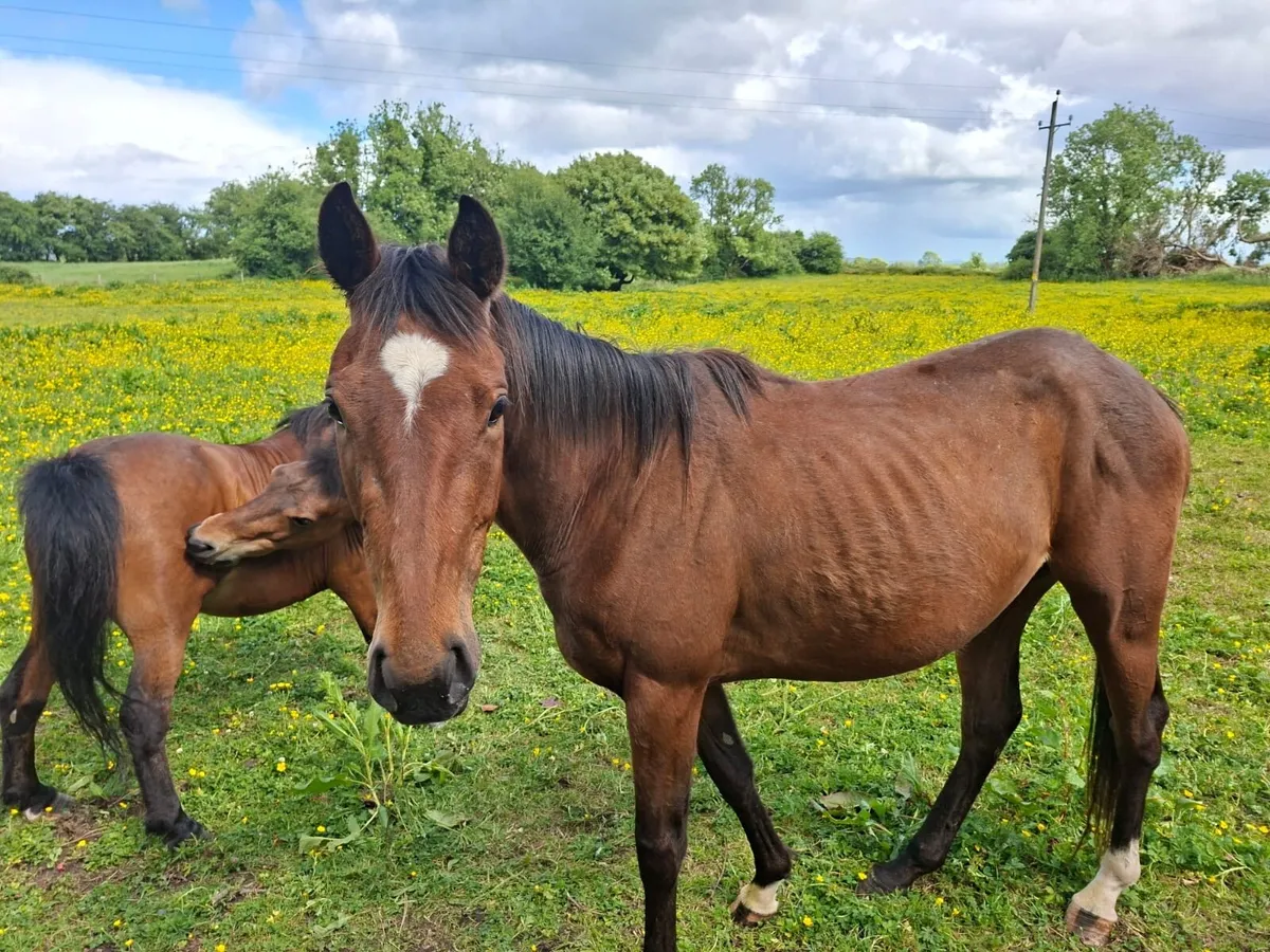 Thoroughbred filly - Image 2