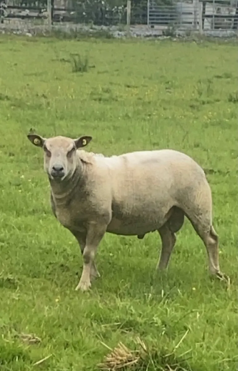 ✅SIS approved charlaois ram✅ - Image 1