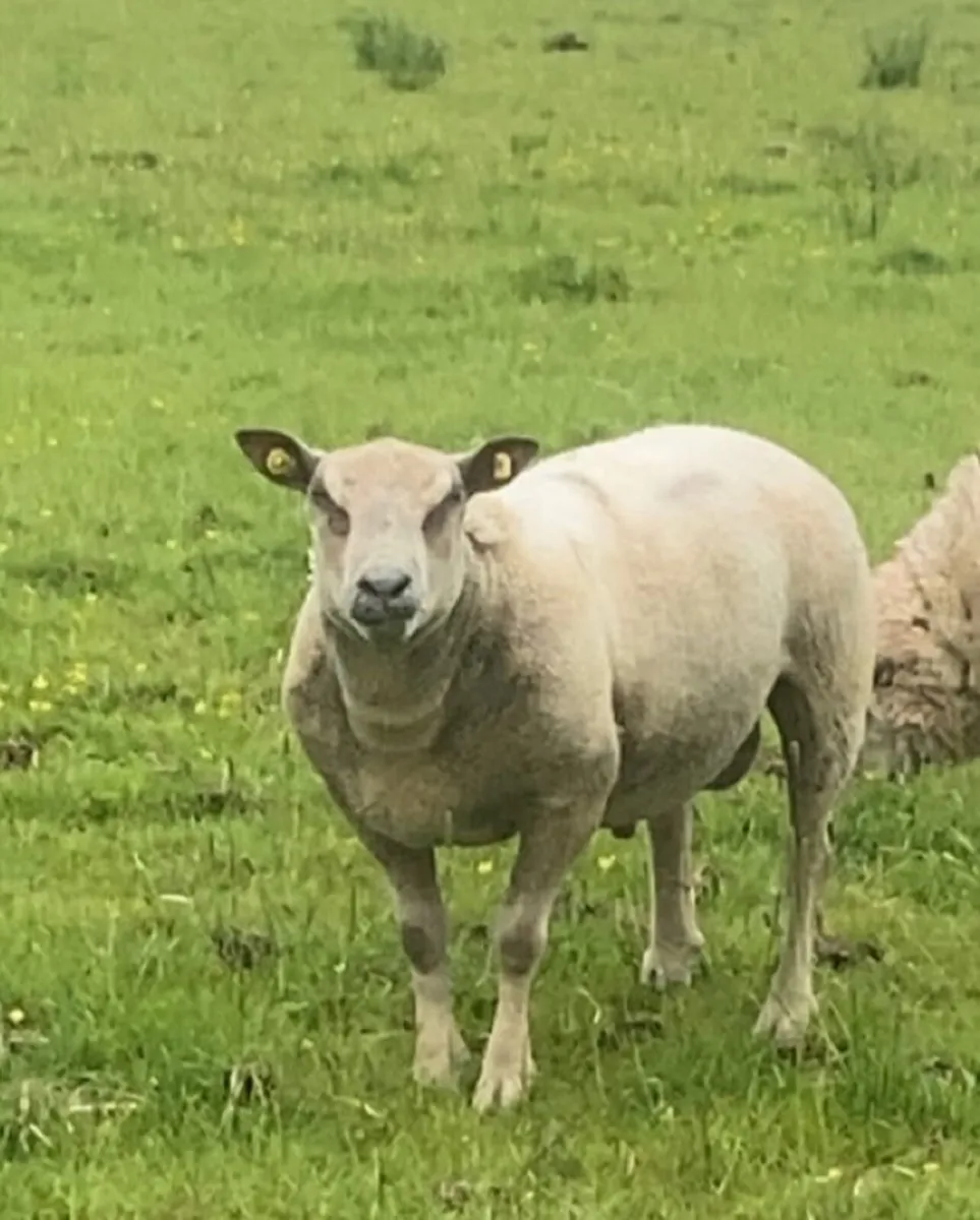 ✅SIS approved charlaois ram✅ - Image 2
