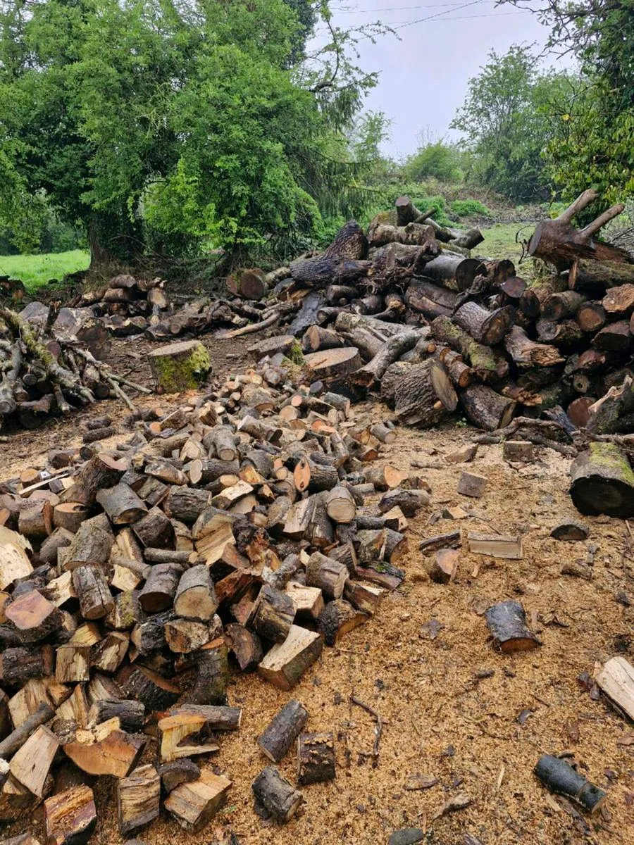 Firewood - Image 3