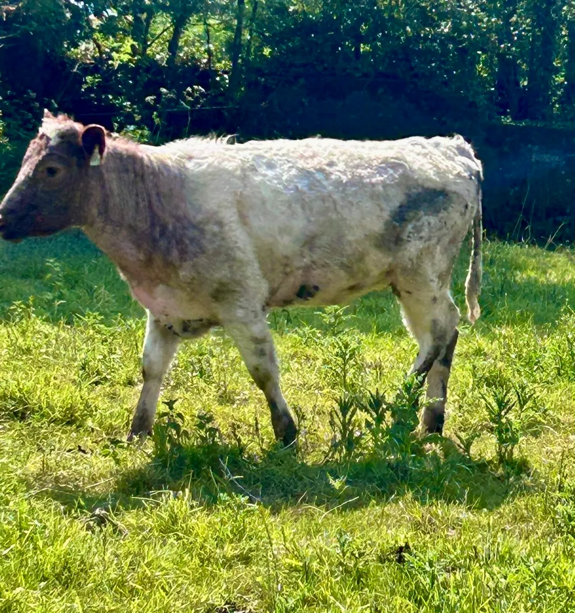 Twin Beef Roan Shorthorn Heifers - Image 4
