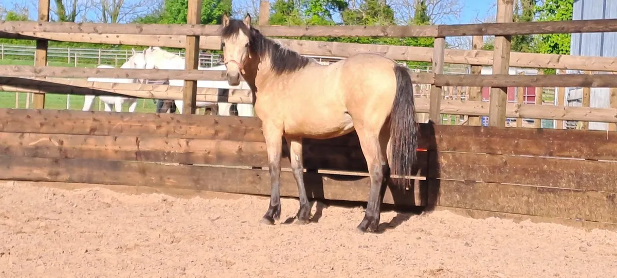 Connemara  fillies - Image 2