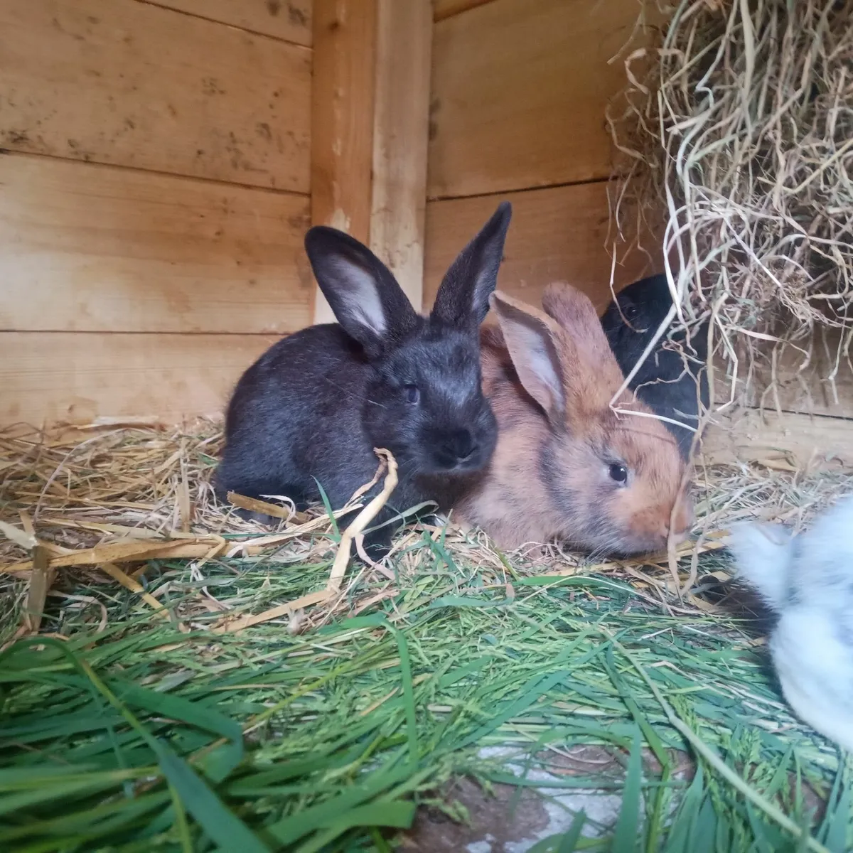 Rabbit - New Zealand  rabbits 25/5/25 - Image 4