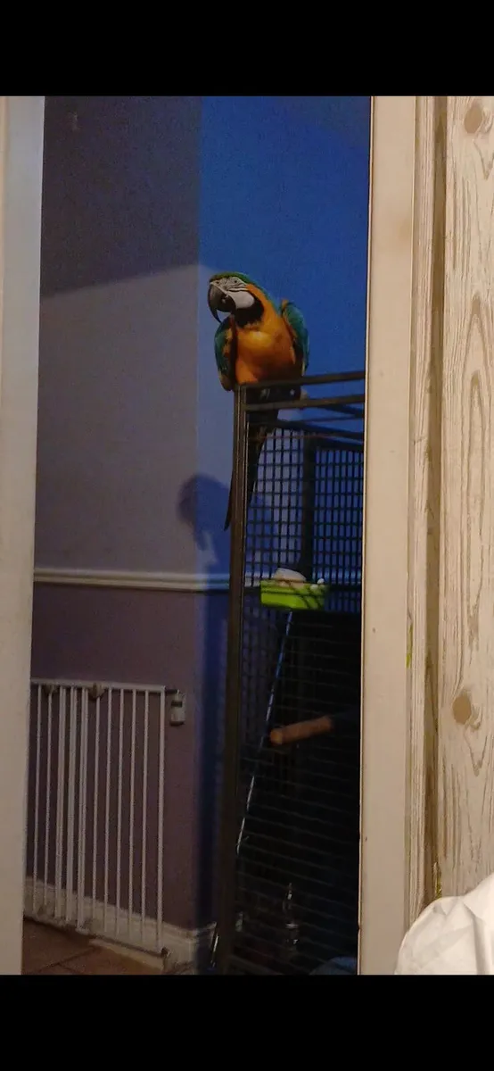 Macaw hen - Image 2