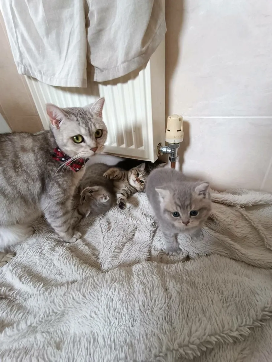 British Shorthair Kittens(2 reserved) - Image 1