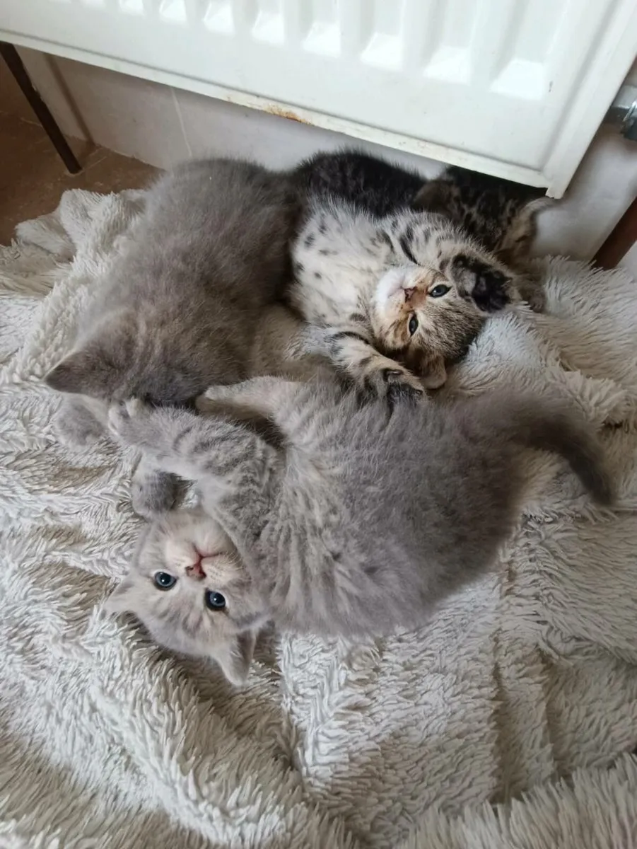 British Shorthair Kittens(2 reserved) - Image 2
