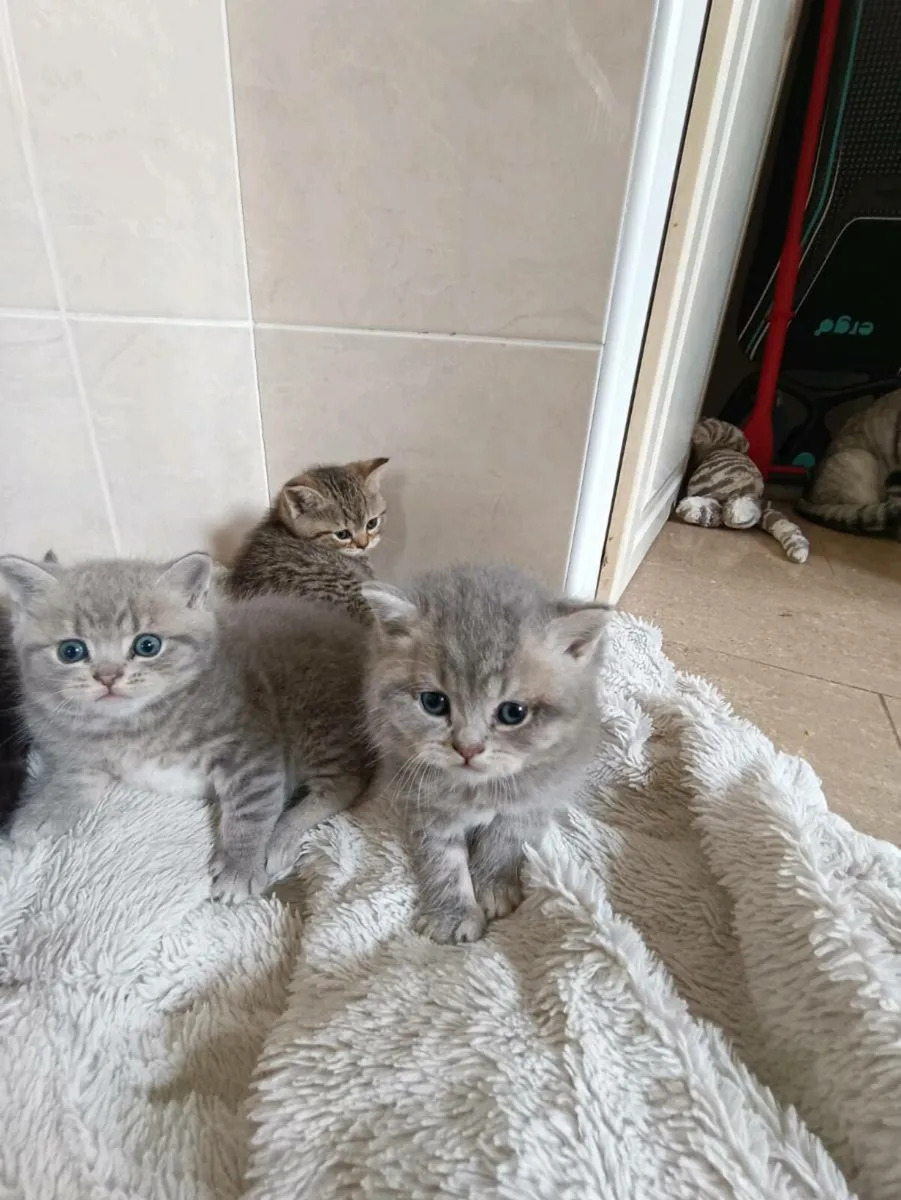 British Shorthair Kittens(2 reserved) - Image 3