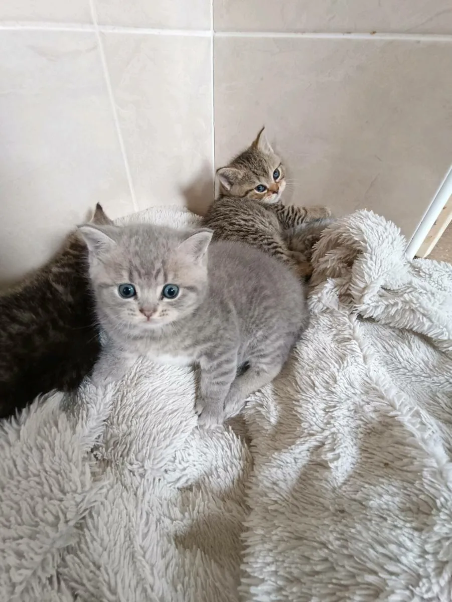 British Shorthair Kittens(2 reserved) - Image 4