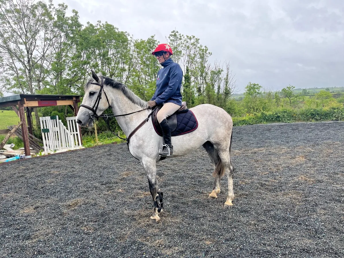 Holsteiner 2018, 166cm mare - Image 3