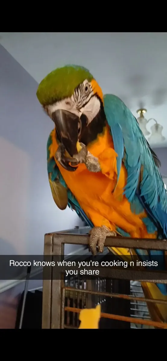 Macaw hen - Image 1