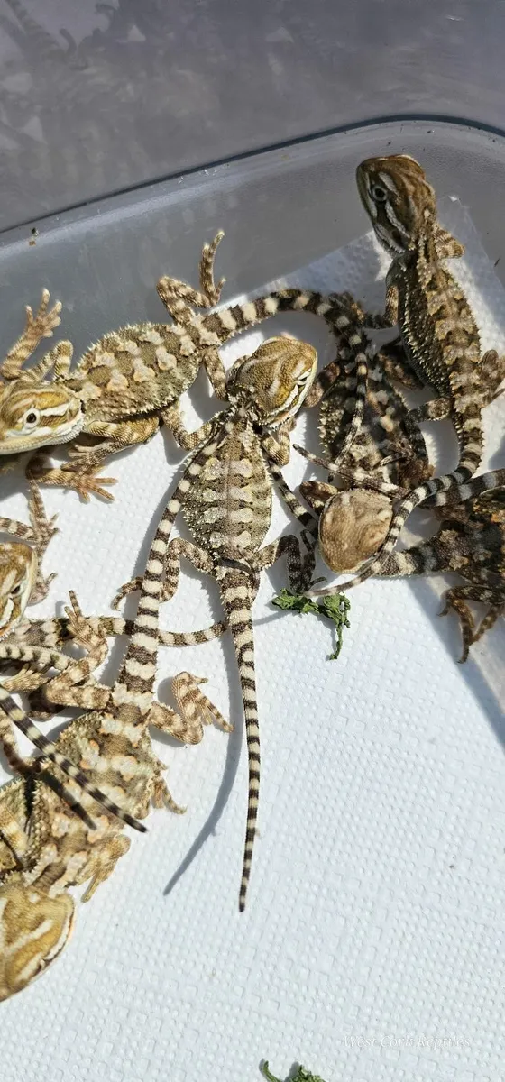 Rankin's dragon
